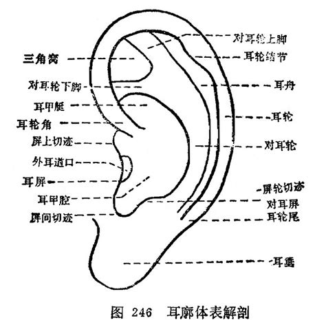 耳珠|耳屏